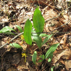 Erythronium rostratum