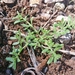 Herniaria hirsuta cinerea - Photo (c) larivera, algunos derechos reservados (CC BY-NC), subido por larivera