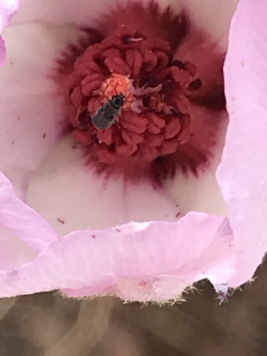 Paleface (Hibiscus denudatus)