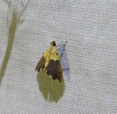 Agrotera basinotata
