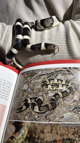 Long-nosed Snake, San Bernardino County, US-CA, US, photo 6 of 10
