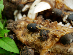 Trogidae