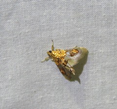 Agrotera ignepicta