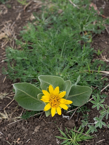 Gray Mule-Ears (Wyethia helenioides)