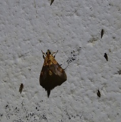 Agrotera ignepicta