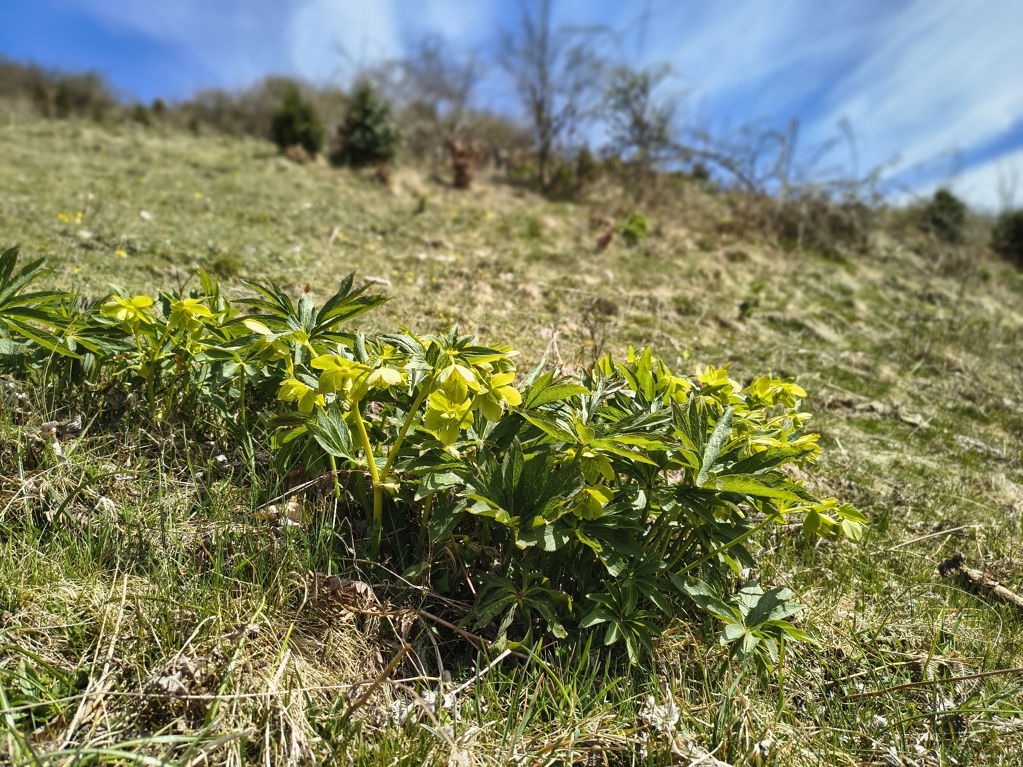 Green Hellebore (Helleborus viridis)