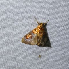 Agrotera ignepicta