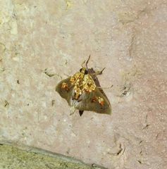 Agrotera ignepicta