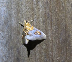Agrotera ignepicta