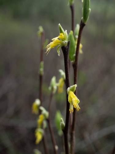Western Leatherwood (Dirca occidentalis)