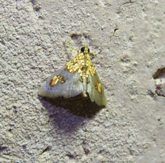 Agrotera ignepicta