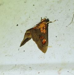 Agrotera ignepicta