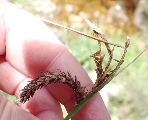 Carex aethiopica (Carex aethiopica)
