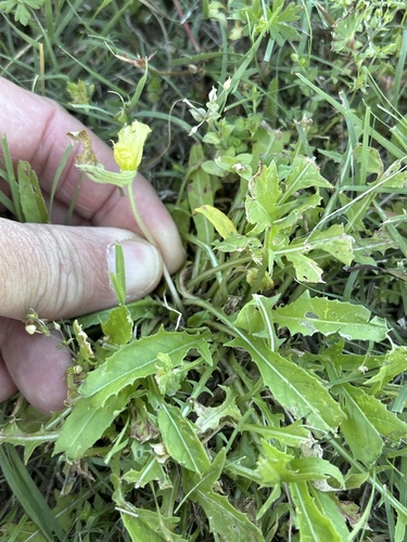 Stemless Evening Primrose (Oenothera triloba)