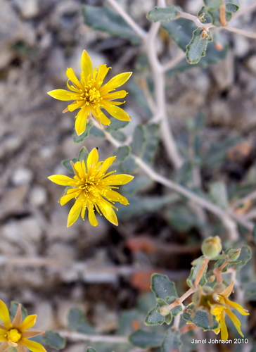 Tiehm's blazing star (Mentzelia tiehmii)