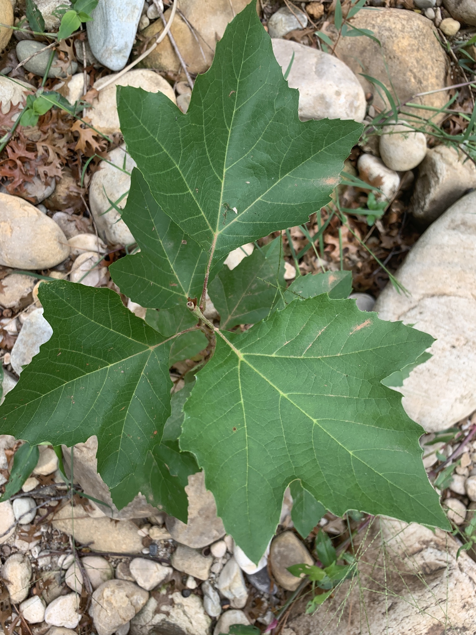 London Plane (Platanus ×)
