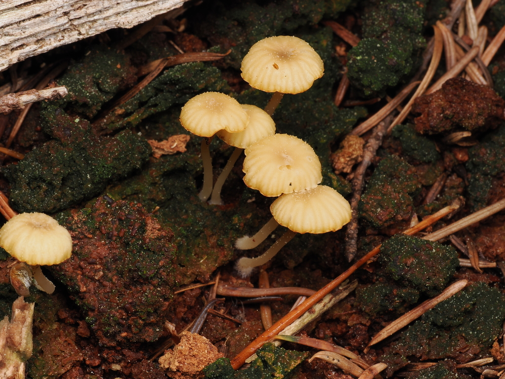 Lichenomphalia ericetorum · April 2026 · photo: © quillipede (iNaturalist, cc0)
