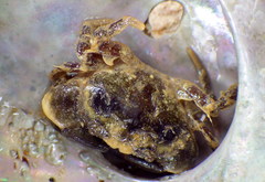 Pilumninae