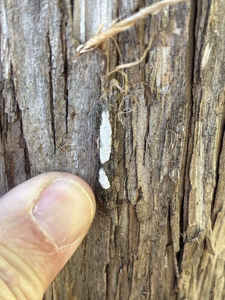 Dendrothele nivosa · April 2026 · photo: © sambiology (iNaturalist, cc-by)