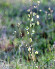 Thysanocarpus radians
