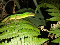 Anolis ventrimaculatus