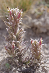 Castilleja salsuginosa