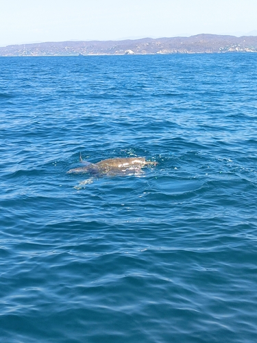 Lepidochelys olivacea