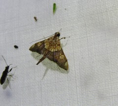 Agrotera namorokalis