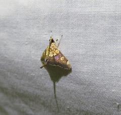Agrotera namorokalis