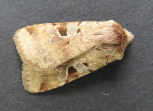 Diarsia esurialis photo 5