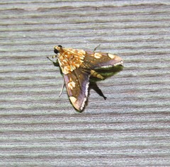 Agrotera namorokalis