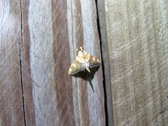 Agrotera namorokalis