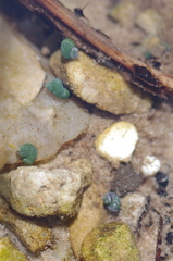 Pyrgulopsis marcida