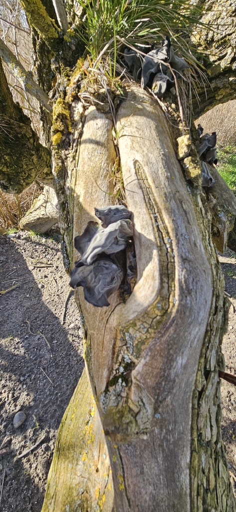 Auricularia auricula-judae · April 2026 · photo: © run4 (iNaturalist, cc-by)