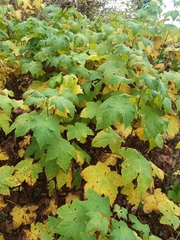 Rubus parviflorus