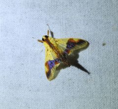 Tetracona pictalis