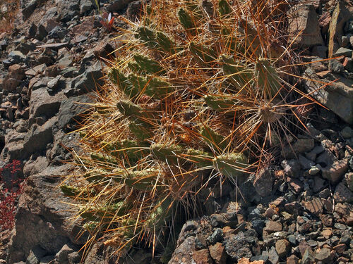 Maihueniopsis crassispina