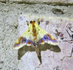 Tetracona pictalis