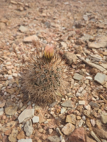 Siler's Pincushion Cactus (Pediocactus sileri)