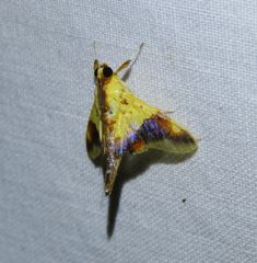 Tetracona pictalis
