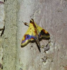 Tetracona pictalis