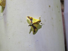 Tetracona pictalis