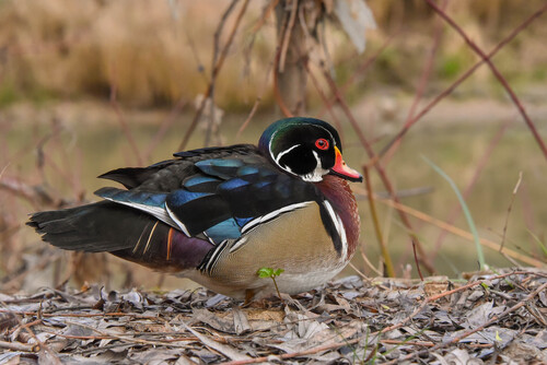Pato joyuyo (Aix sponsa)