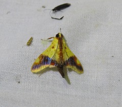 Tetracona pictalis