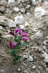 Rhinotropis subspinosa