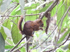 Sciurus pucheranii
