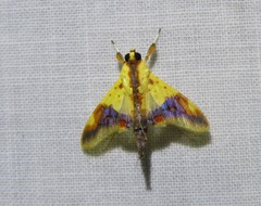 Tetracona pictalis