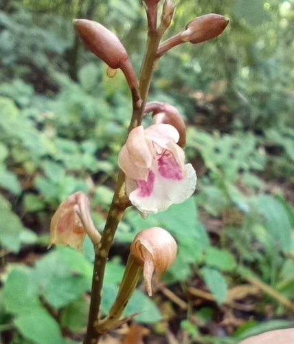 Monk orchid (Eulophia maculata)