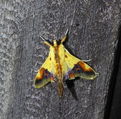 Tetracona pictalis