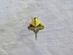 Tetracona pictalis